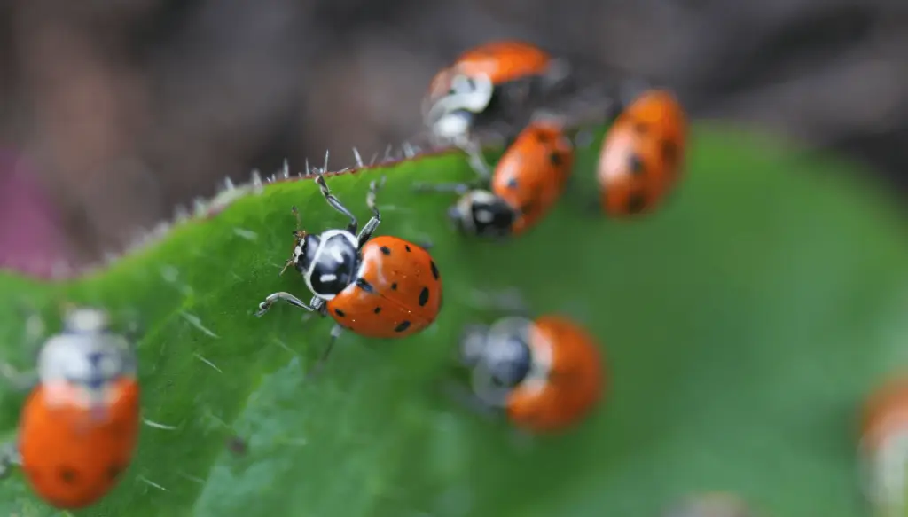 how to keep pests out of your garden naturally effective organic strategies sandy lane nursery