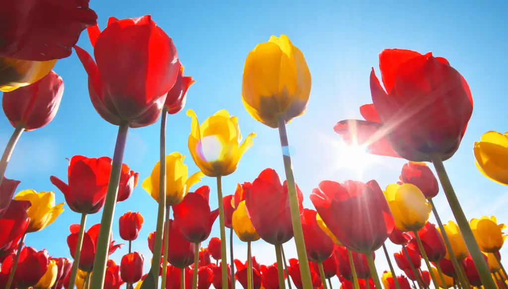 when to plant spring bulbs a gardener's guide sandy lane nursery