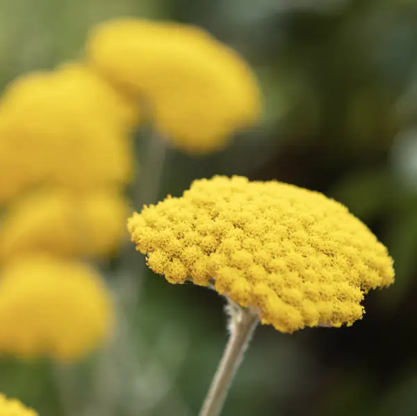 A close-up of Achillea 'Cloth of Gold', a tall, hardy perennial featuring clusters of golden yellow, flat-topped flowers and feathery foliage. Perfect for UK gardens.