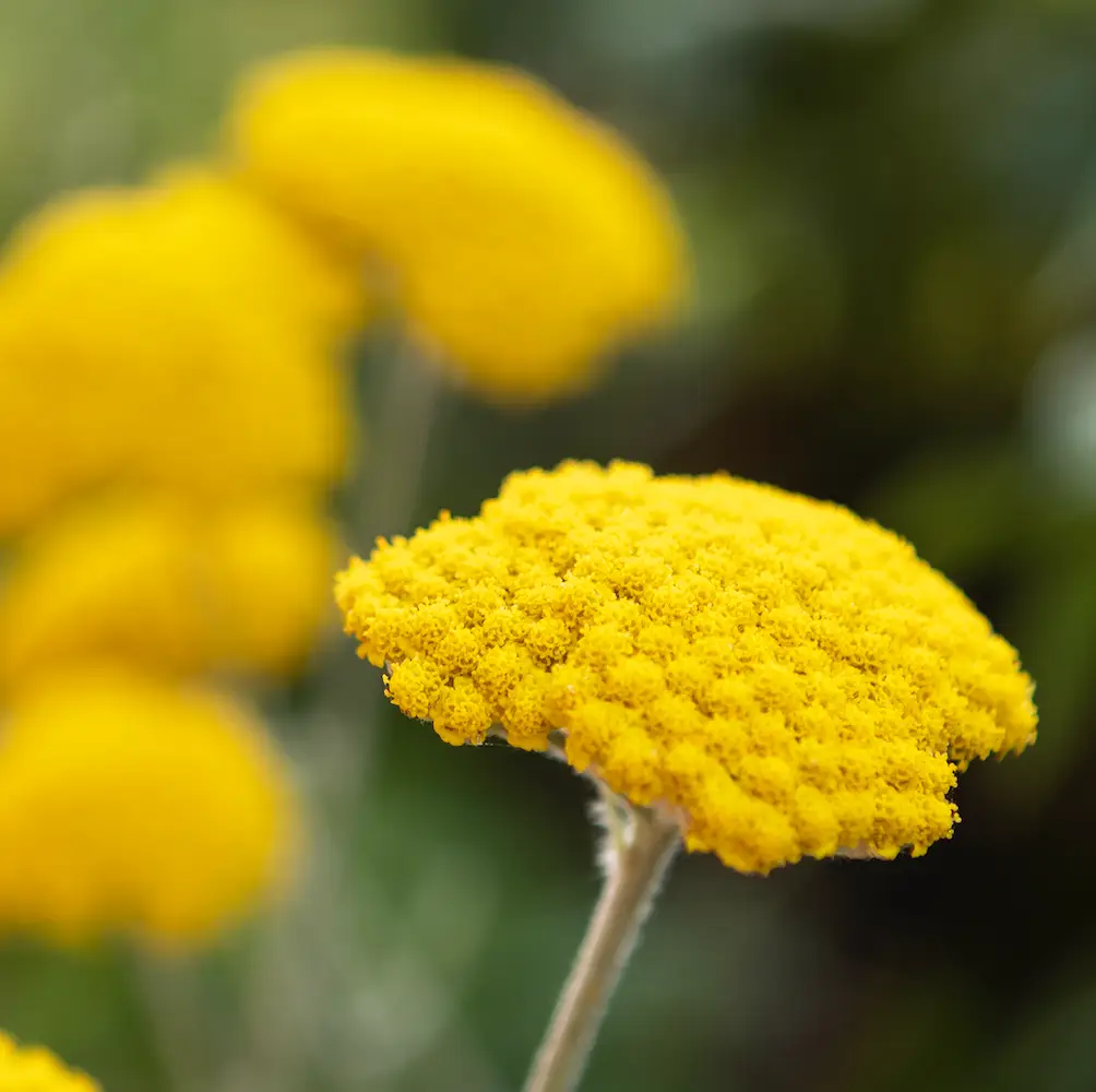 A close-up of Achillea 'Cloth of Gold', a tall, hardy perennial featuring clusters of golden yellow, flat-topped flowers and feathery foliage. Perfect for UK gardens.