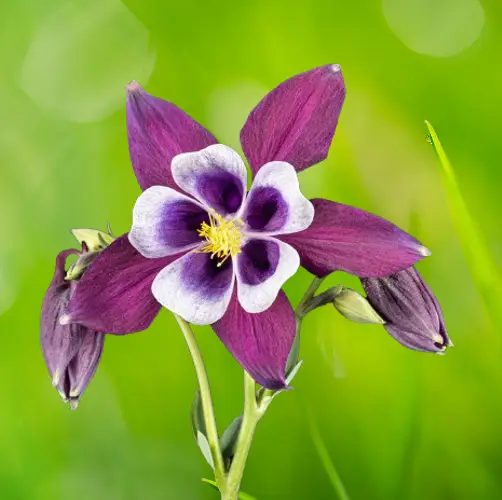 Aquilegia Winky William Guiness sandy lane nursery