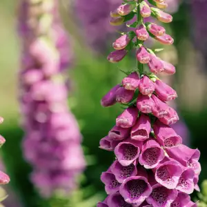 A close-up of Foxglove (Digitalis Camelot), a tall biennial plant with elegant, bell-shaped purple-pink flowers, perfect for adding height and colour to UK gardens.
