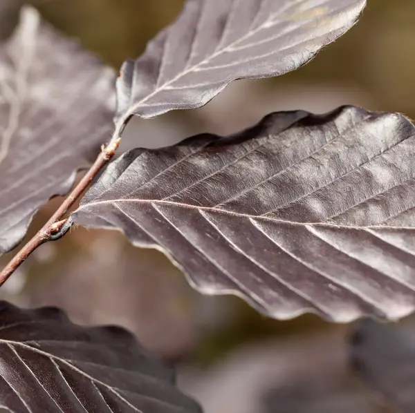 A close-up of Copper Beech (Fagus Sylvatica Purpurea), a large deciduous tree with stunning deep purple leaves, ideal for UK gardens and parkland.