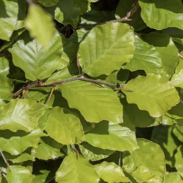 A close-up of Green Beech (Fagus Sylvatica), a classic deciduous tree with smooth grey bark and glossy green leaves, ideal for UK gardens and hedging.