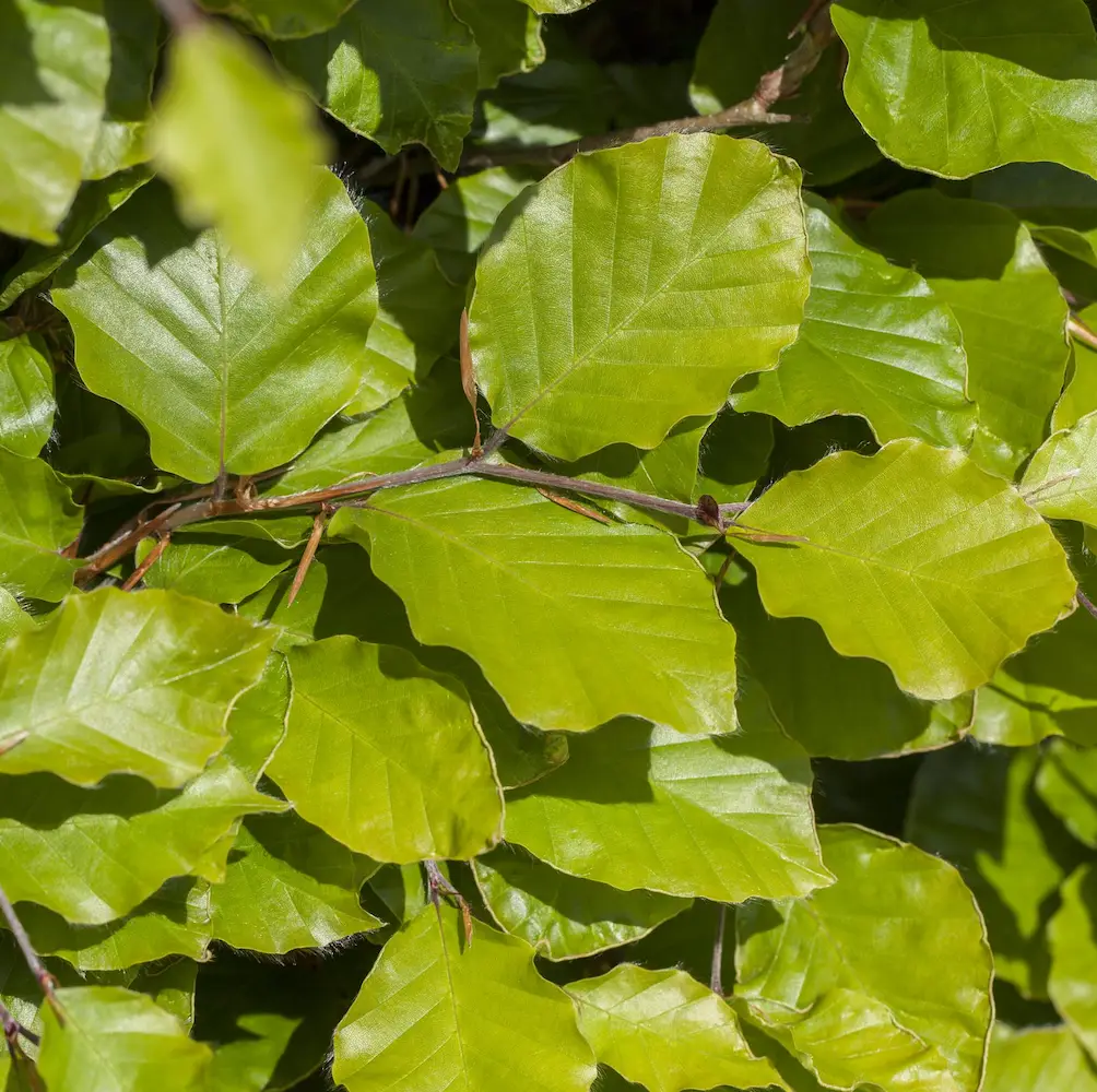 A close-up of Green Beech (Fagus Sylvatica), a classic deciduous tree with smooth grey bark and glossy green leaves, ideal for UK gardens and hedging.