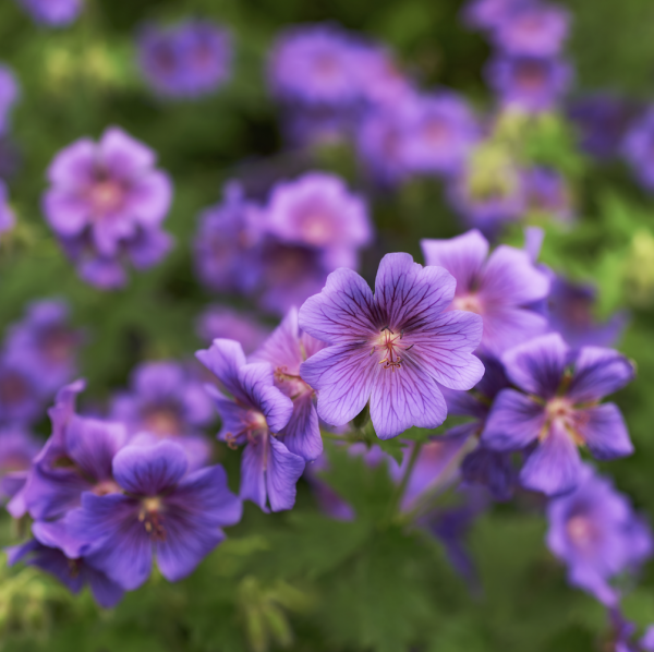 A close-up of Geranium Vision, a hardy perennial with delicate soft pink flowers and attractive, deeply lobed leaves. Ideal for UK garden borders and containers.