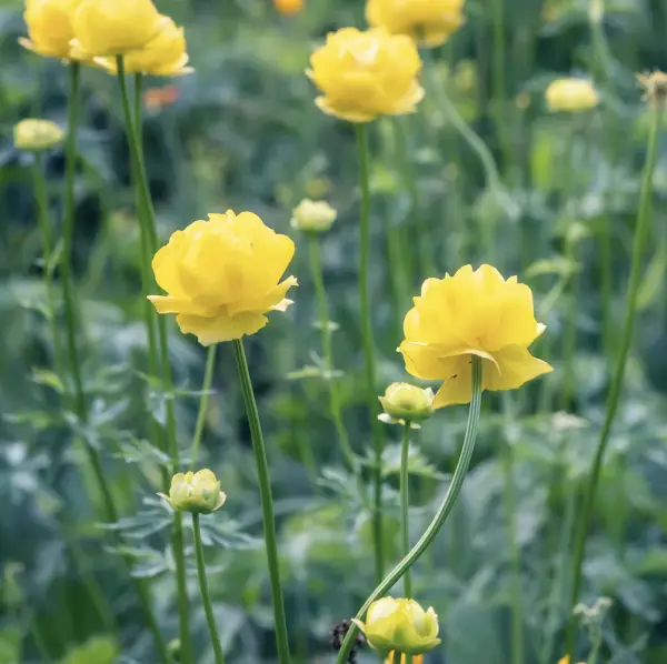 A close-up of Geum Koi 'Lady Stratheden', a hardy perennial with vibrant yellow, semi-double flowers, perfect for adding colour to UK garden borders.