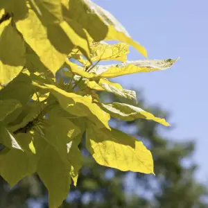 Golden Indian Bean Tree (Catalpa Bignonioides Aurea), a deciduous tree known for its golden-yellow leaves and trumpet-shaped flowers, ideal for UK gardens.