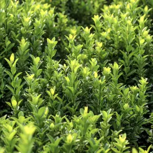 A close-up of Japanese Spindle ‘Jean Hughes’ (Euonymus Japonicus), an evergreen shrub with glossy dark green leaves, ideal for low hedges and borders in UK gardens.