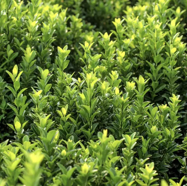 A close-up of Japanese Spindle ‘Jean Hughes’ (Euonymus Japonicus), an evergreen shrub with glossy dark green leaves, ideal for low hedges and borders in UK gardens.
