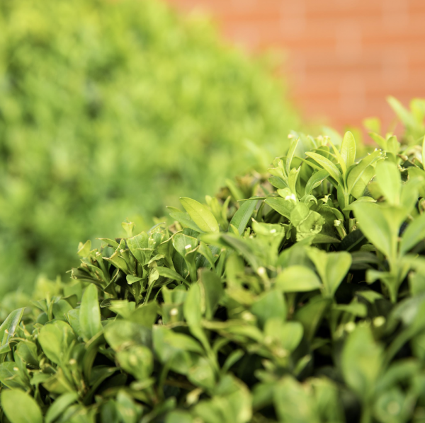 A close-up of Privet (Ligustrum Ovalifolium), a semi-evergreen shrub with dense, glossy green leaves, ideal for creating hedges and privacy screens in UK gardens.