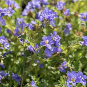 A close-up of Polemonium Blue Pearl, a hardy perennial with delicate sky-blue flowers and fern-like foliage, ideal for adding texture to UK garden borders.