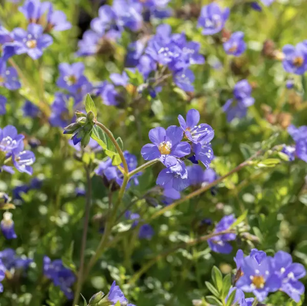 A close-up of Polemonium Blue Pearl, a hardy perennial with delicate sky-blue flowers and fern-like foliage, ideal for adding texture to UK garden borders.
