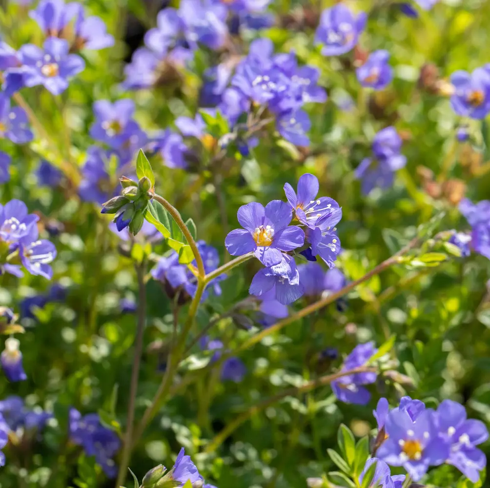 A close-up of Polemonium Blue Pearl, a hardy perennial with delicate sky-blue flowers and fern-like foliage, ideal for adding texture to UK garden borders.