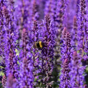A close-up of Salvia Superba, a hardy perennial with tall spikes of deep purple-blue flowers and aromatic foliage, perfect for UK garden borders and containers.