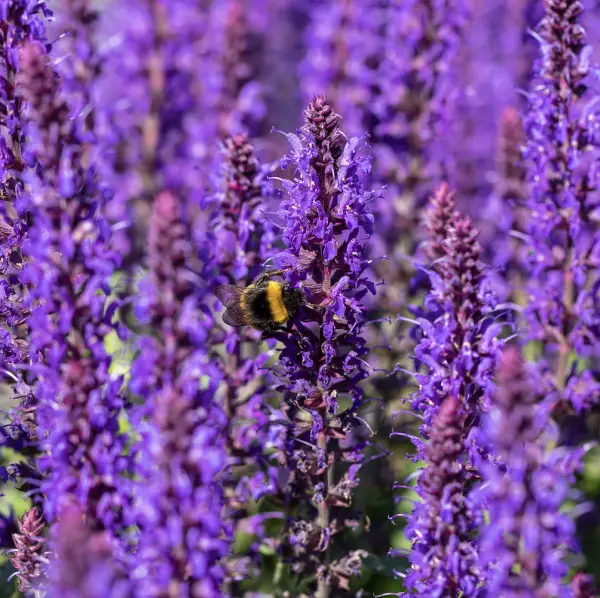 A close-up of Salvia Superba, a hardy perennial with tall spikes of deep purple-blue flowers and aromatic foliage, perfect for UK garden borders and containers.