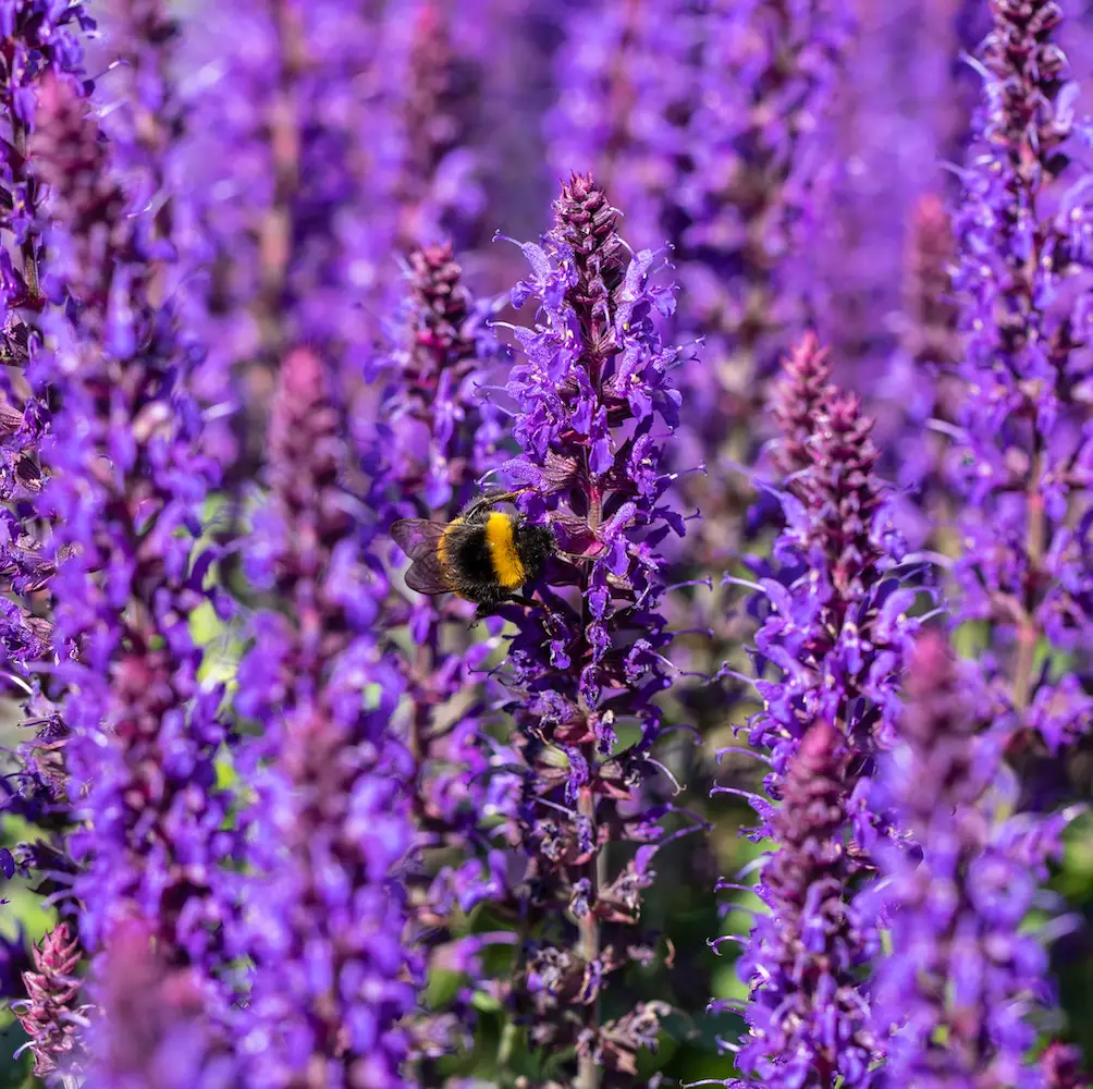 A close-up of Salvia Superba, a hardy perennial with tall spikes of deep purple-blue flowers and aromatic foliage, perfect for UK garden borders and containers.