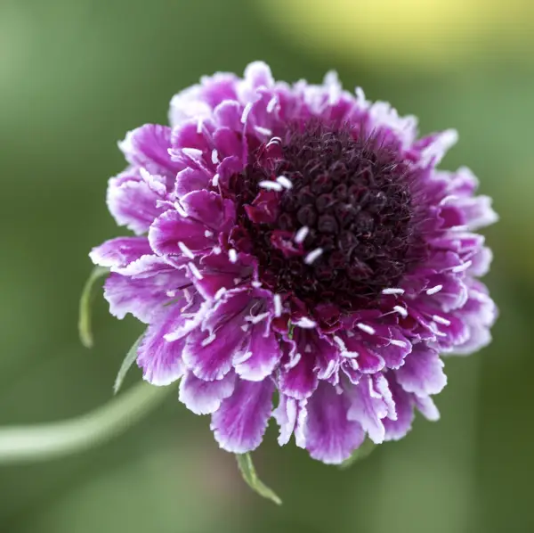A close-up of Scabiosa Beaujolais Bonnets, a hardy perennial featuring delicate, deep burgundy, pincushion-like flowers, ideal for adding rich colour to UK garden borders.