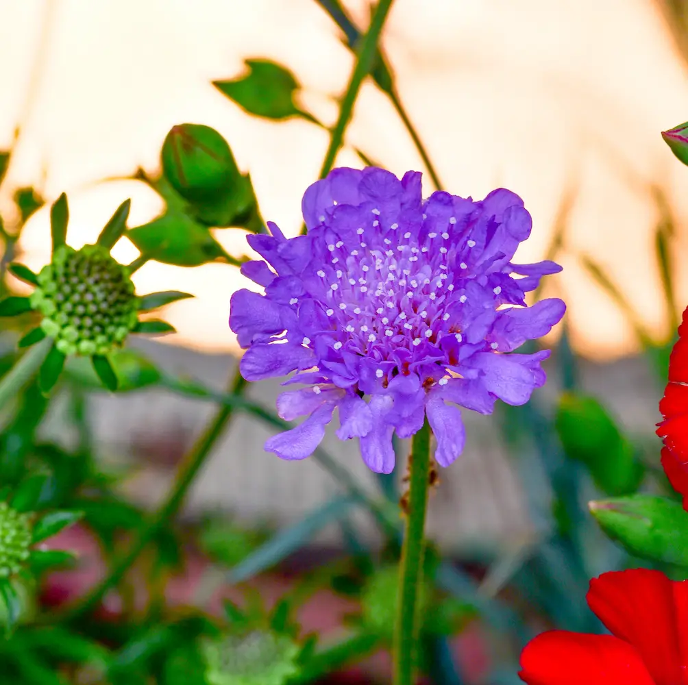 A close-up of Scabiosa Farma Deep Blue, a hardy perennial with rich, deep blue, pincushion-like blooms, ideal for adding texture and colour to UK garden borders.