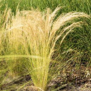 A close-up of Stipa Tenuissima ‘Pony Tails’, a graceful ornamental grass with fine, feathery green foliage and wispy, flowing seed heads. Ideal for adding texture to UK gardens.
