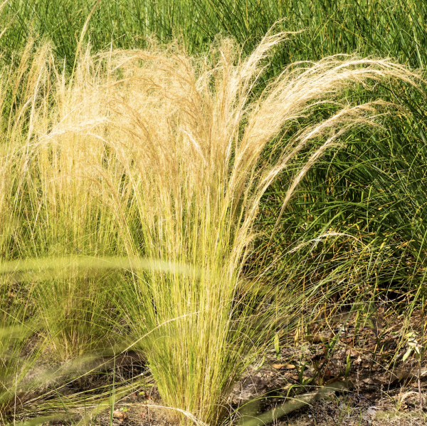 A close-up of Stipa Tenuissima ‘Pony Tails’, a graceful ornamental grass with fine, feathery green foliage and wispy, flowing seed heads. Ideal for adding texture to UK gardens.