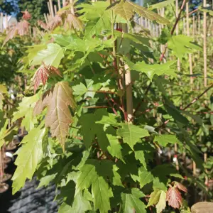 A close-up of Norway Maple Pacific Sunset (Acer Platanoides), a deciduous tree with glossy green leaves that turn gold and red in autumn, ideal for UK gardens.