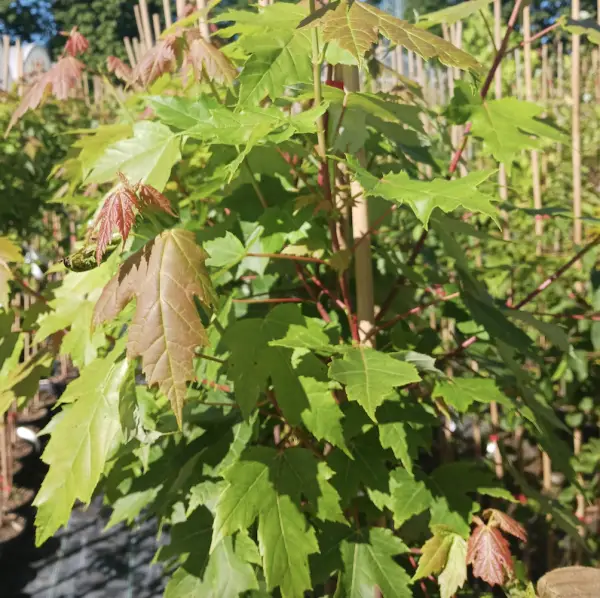 A close-up of Norway Maple Pacific Sunset (Acer Platanoides), a deciduous tree with glossy green leaves that turn gold and red in autumn, ideal for UK gardens.