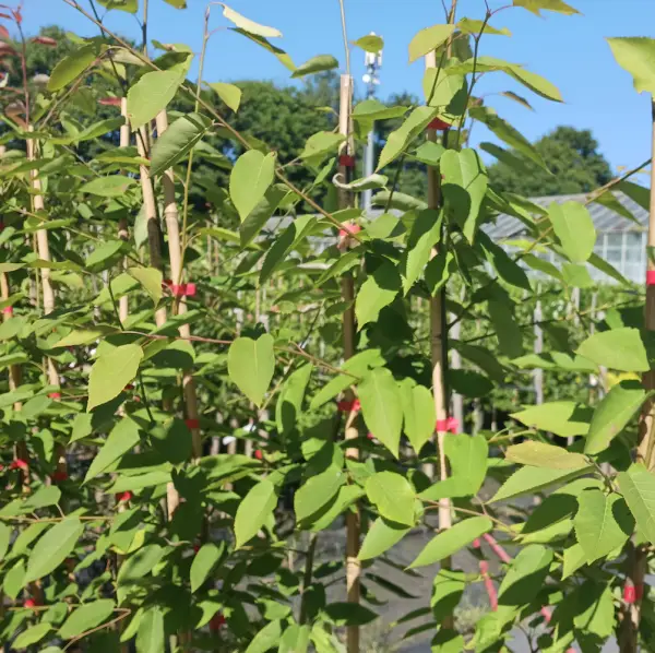 A close-up of June Berry Tree (Amelanchier x Grandiflora Robin Hill), an ornamental tree with white spring flowers and dark purple berries, ideal for UK gardens.