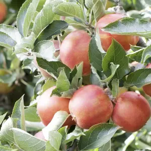 Braeburn Apple, a deciduous tree known for its medium to large-sized apples with a red-orange blush, ideal for home orchards in UK gardens.
