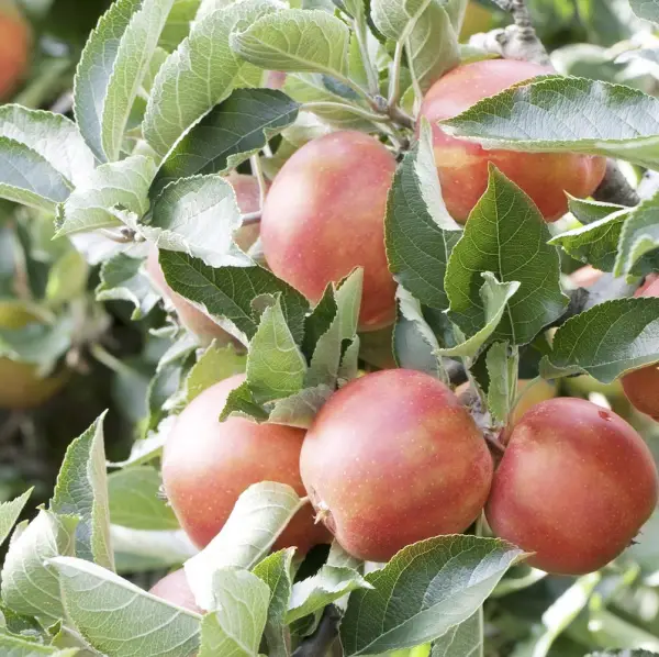 Braeburn Apple, a deciduous tree known for its medium to large-sized apples with a red-orange blush, ideal for home orchards in UK gardens.