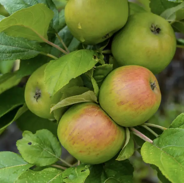 Bramley Apple, a deciduous tree known for its large, green cooking apples and beautiful spring blossoms, ideal for home orchards in UK gardens.