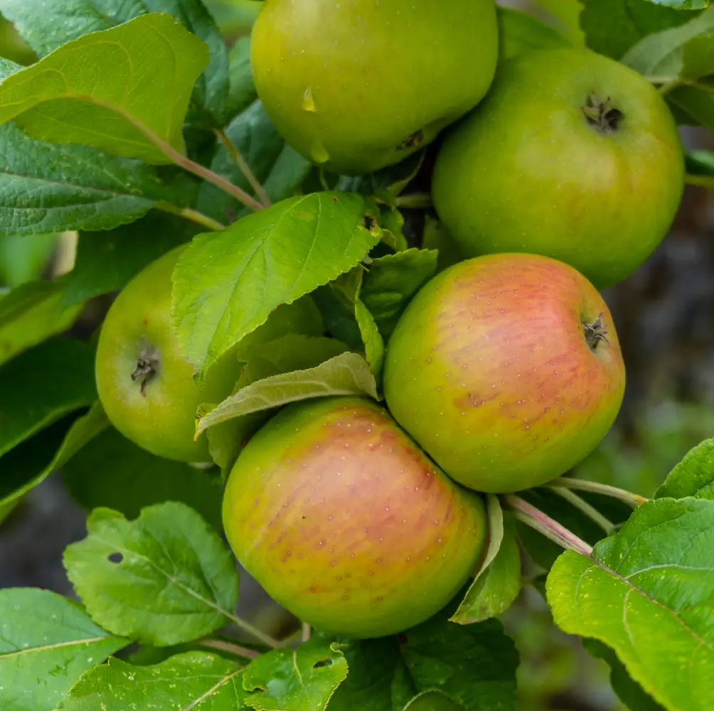 Bramley Apple, a deciduous tree known for its large, green cooking apples and beautiful spring blossoms, ideal for home orchards in UK gardens.