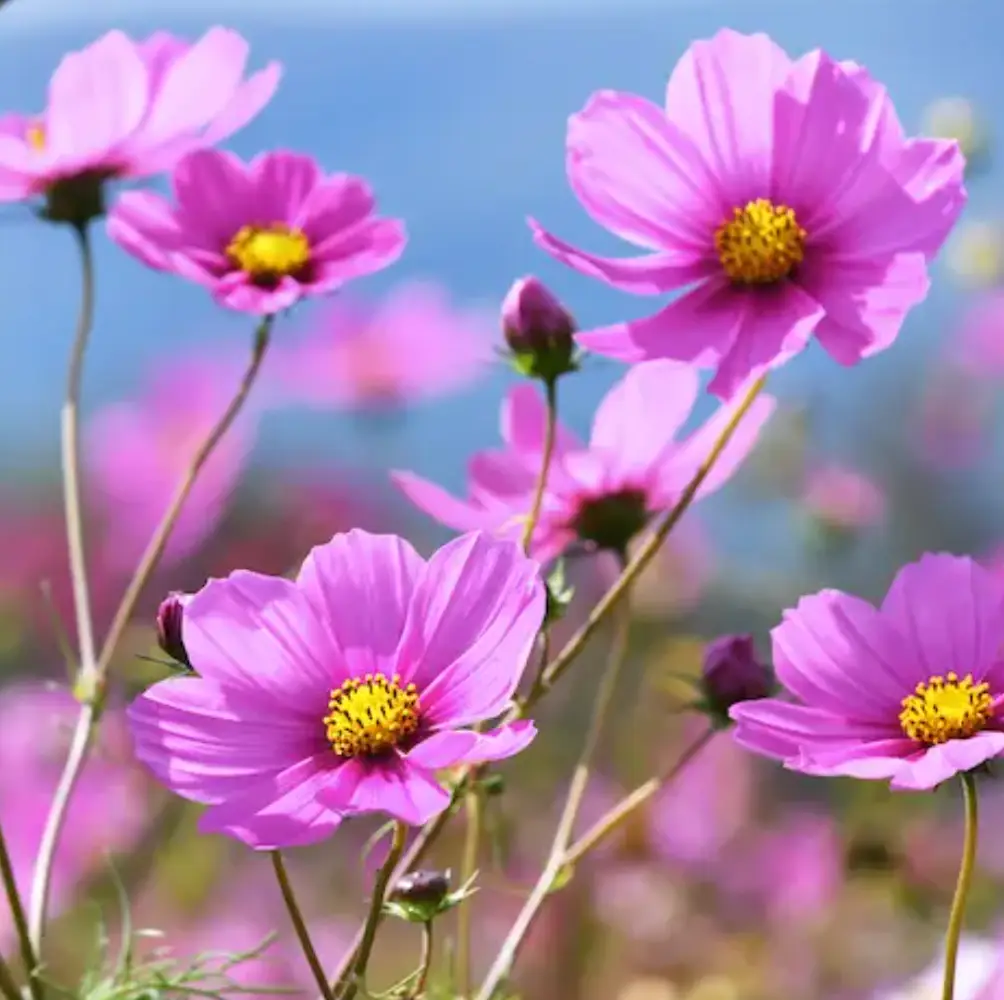 cheap annuals uk nationwide delivery sandy lane nursery