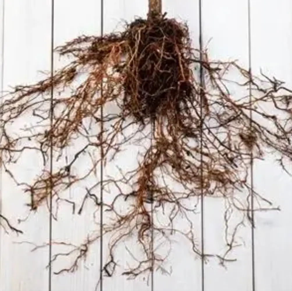 cheap bare root stock uk nationwide delivery sandy lane nursery