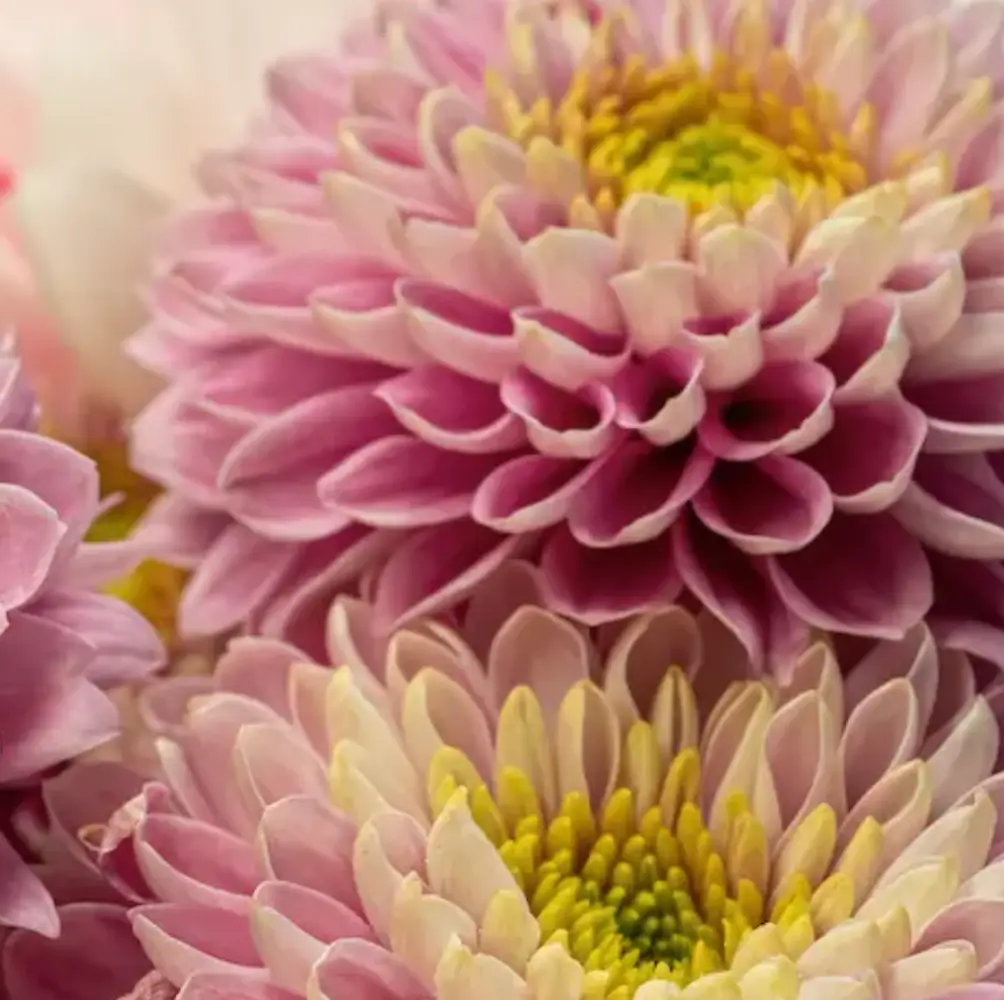 cheap cut flower seeds uk nationwide delivery sandy lane nursery