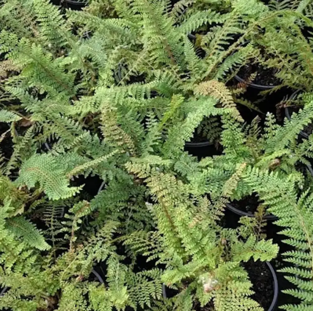 cheap ferns uk nationwide delivery sandy lane nursery