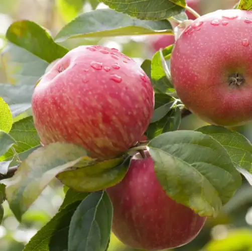 cheap fruit trees uk nationwide delivery sandy lane nursery