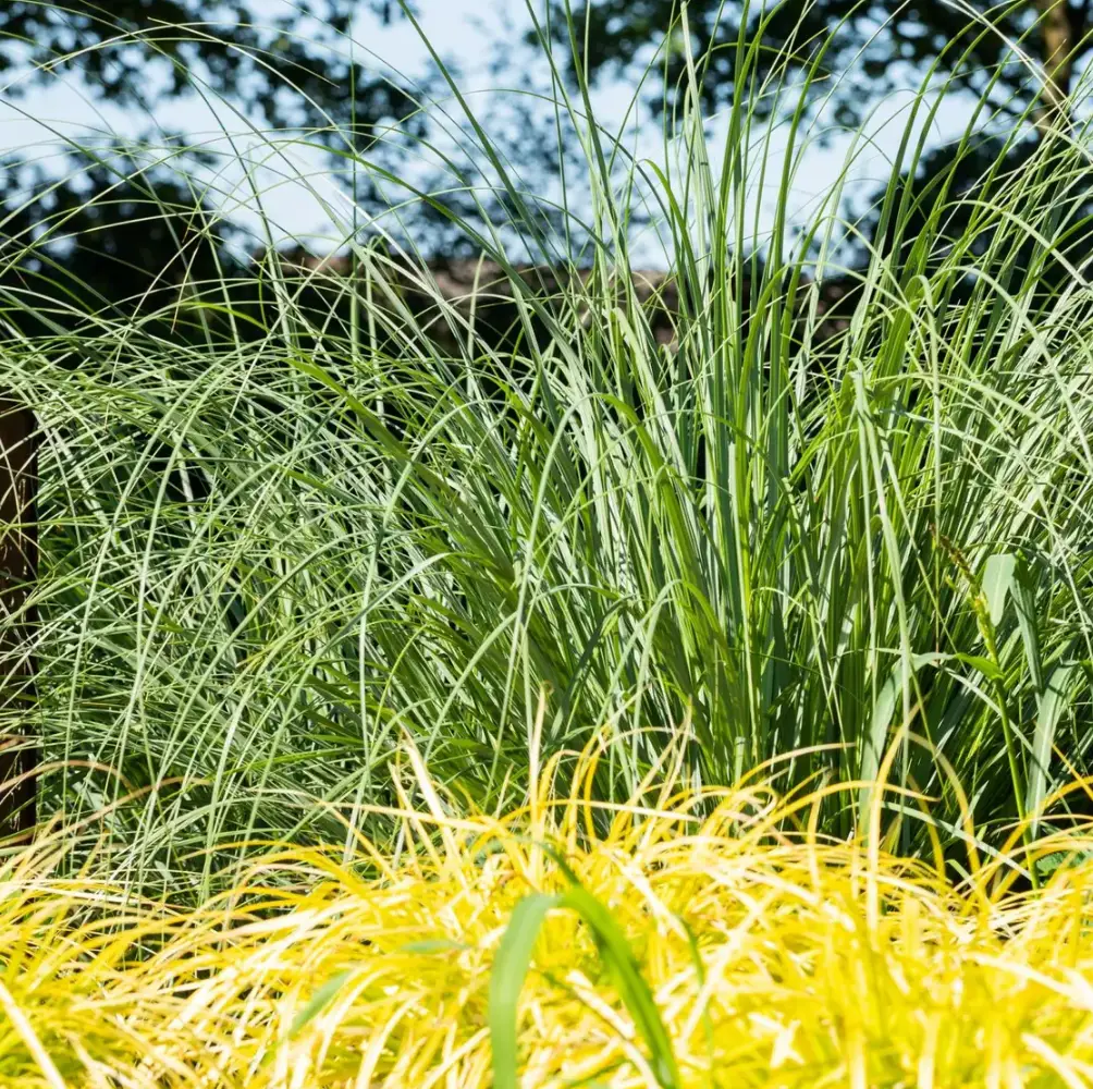 cheap grasses uk nationwide delivery sandy lane nursery
