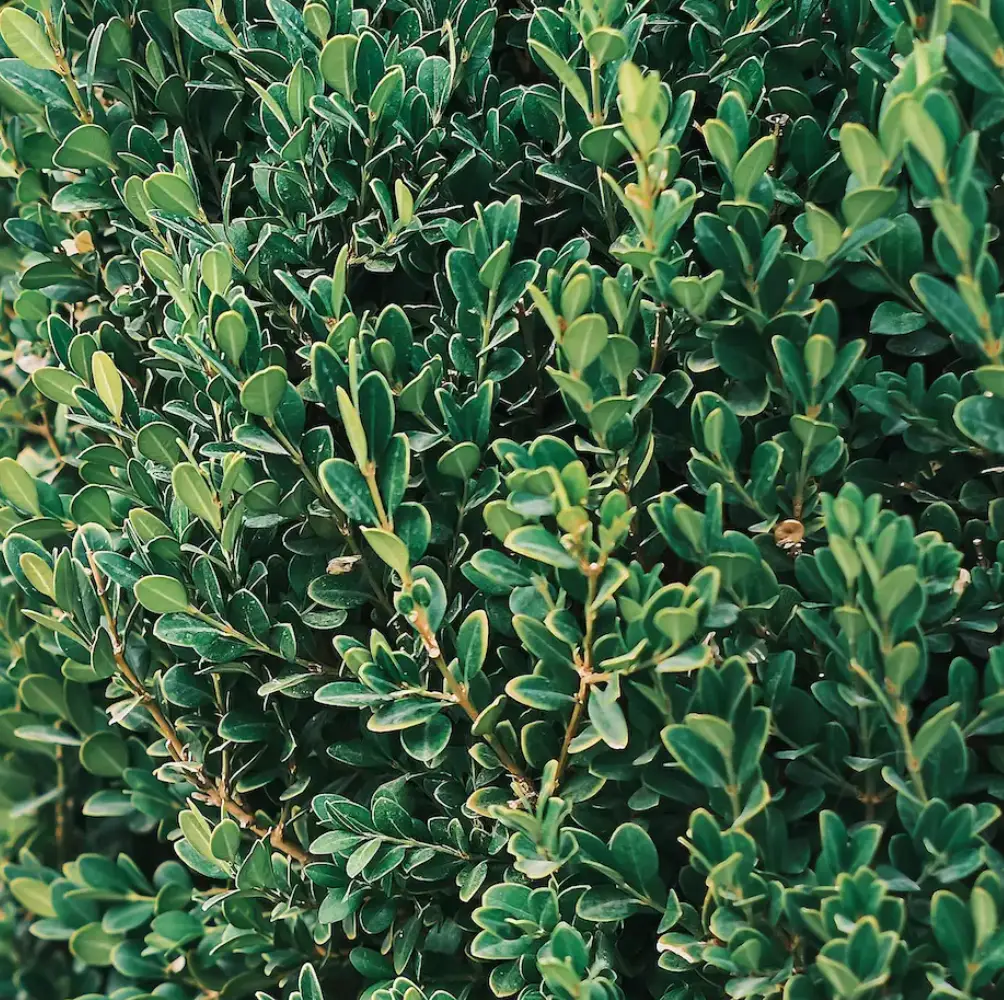 cheap hedging uk nationwide delivery sandy lane nursery