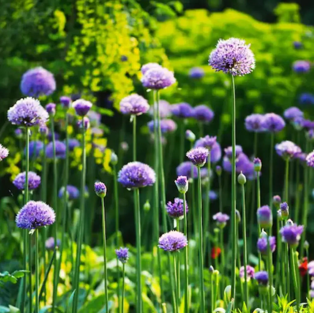 cheap perennials uk nationwide delivery sandy lane nursery