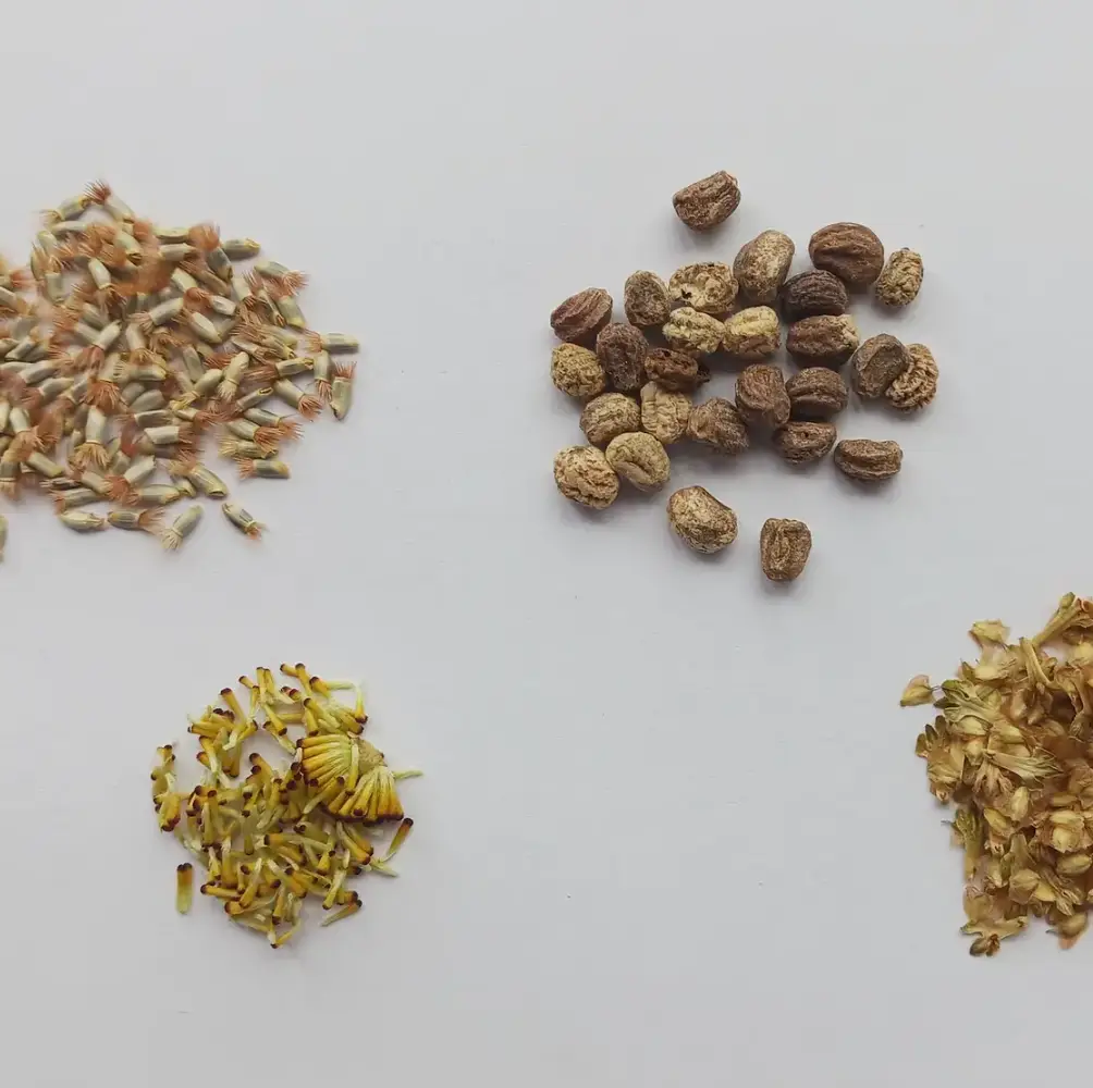 mage showcasing a variety of affordable seeds available at Sandy Lane Nursery, highlighting their UK-wide delivery service for easy gardening solutions.