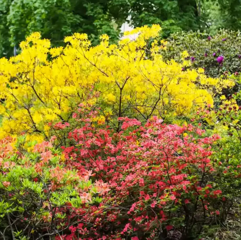 cheap shrubs uk nationwide delivery sandy lane nursery