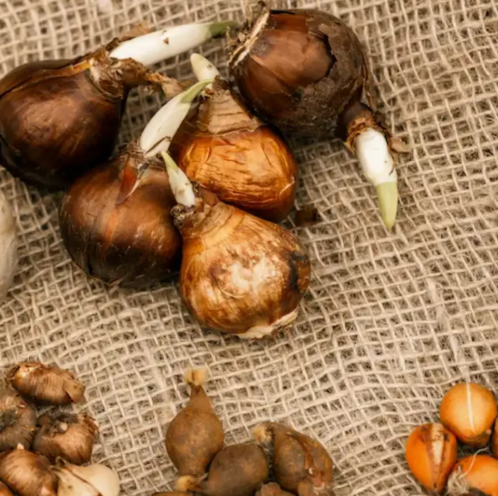 cheap spring bulbs uk nationwide delivery sandy lane nursery