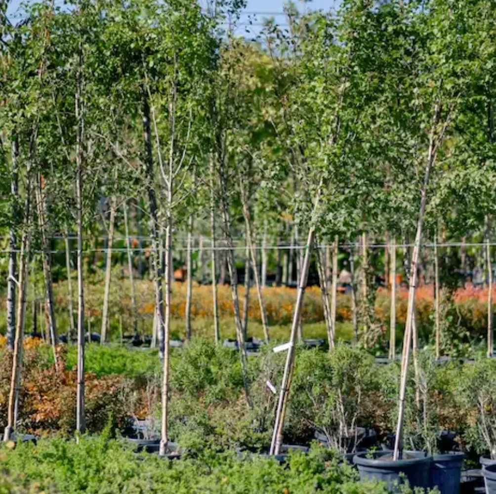 cheap trees uk nationwide delivery sandy lane nursery