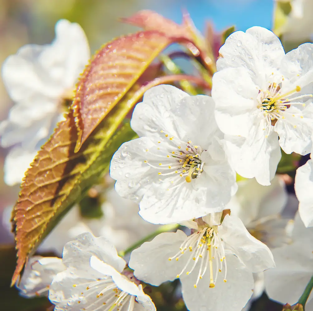 Flowering Cherry Choc Ice (Prunus Chocolate Ice), an ornamental tree known for its stunning double pink flowers and deep burgundy leaves, ideal for UK gardens.