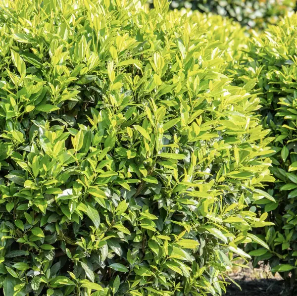 Cherry Laurel (Prunus Laurocerasus), an evergreen shrub known for its glossy leaves and fragrant flowers, ideal for hedging and borders in UK gardens.