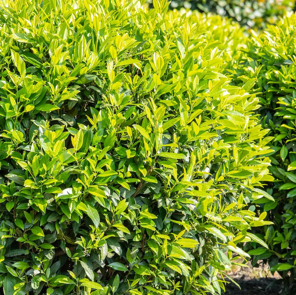 Cherry Laurel (Prunus Laurocerasus), an evergreen shrub known for its glossy leaves and fragrant flowers, ideal for hedging and borders in UK gardens.