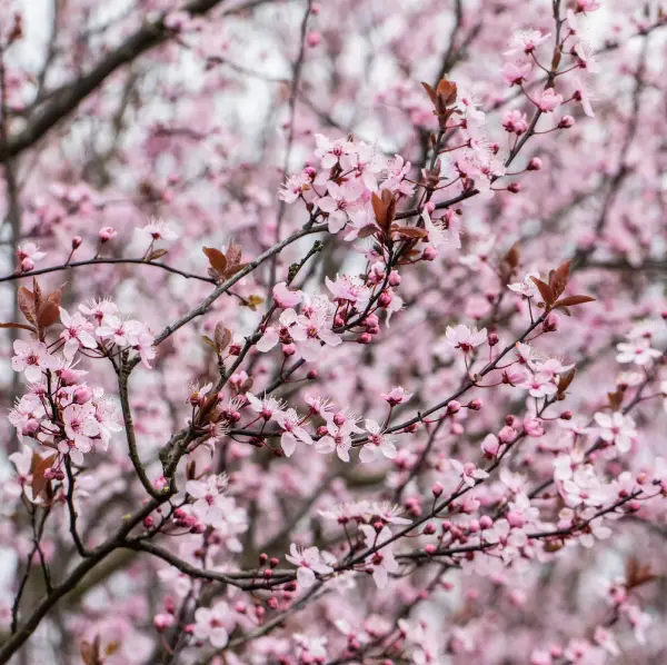 Cherry Plum ‘Pissardii’ (Prunus Cerasifera), an ornamental tree known for its deep purple leaves and pink flowers, ideal for enhancing UK gardens.
