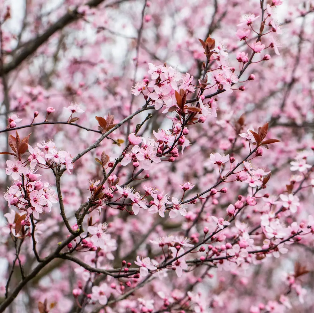 Cherry Plum ‘Pissardii’ (Prunus Cerasifera), an ornamental tree known for its deep purple leaves and pink flowers, ideal for enhancing UK gardens.