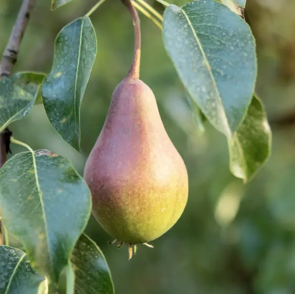 Concorde Pear, a deciduous tree known for its sweet, juicy pears and beautiful spring blossoms, ideal for home orchards in UK gardens.